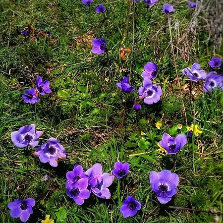 بيت للعطل The House Of Pericles *