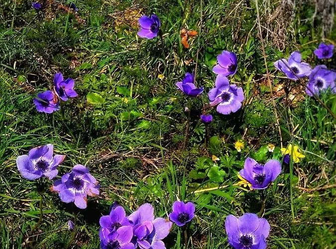 Semesterbostad The House Of Pericles *